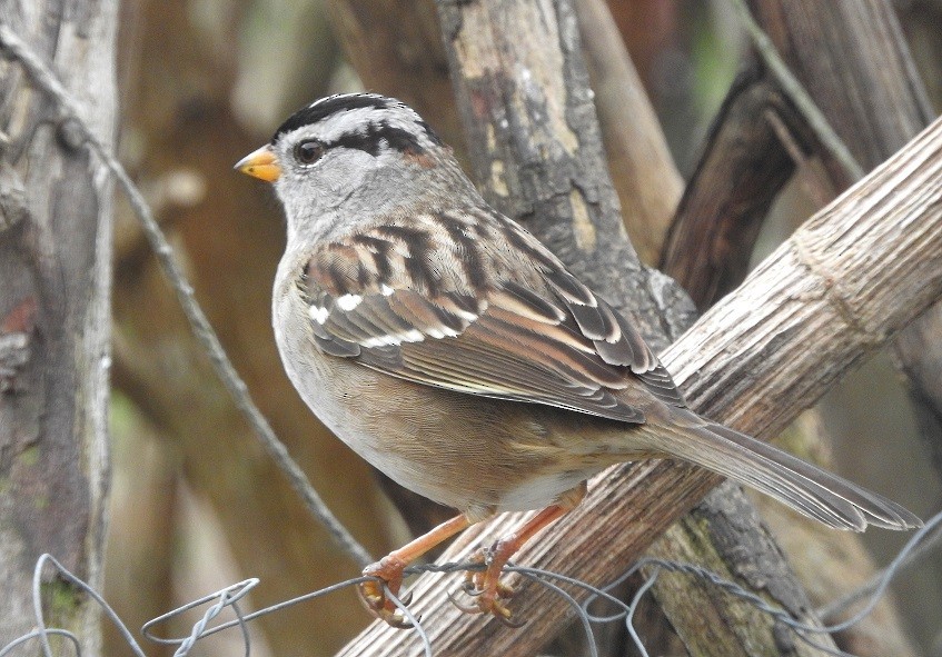 White-crowned Sparrow - ML126431081