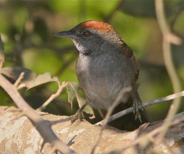 Cinereous-breasted Spinetail - Don Roberson