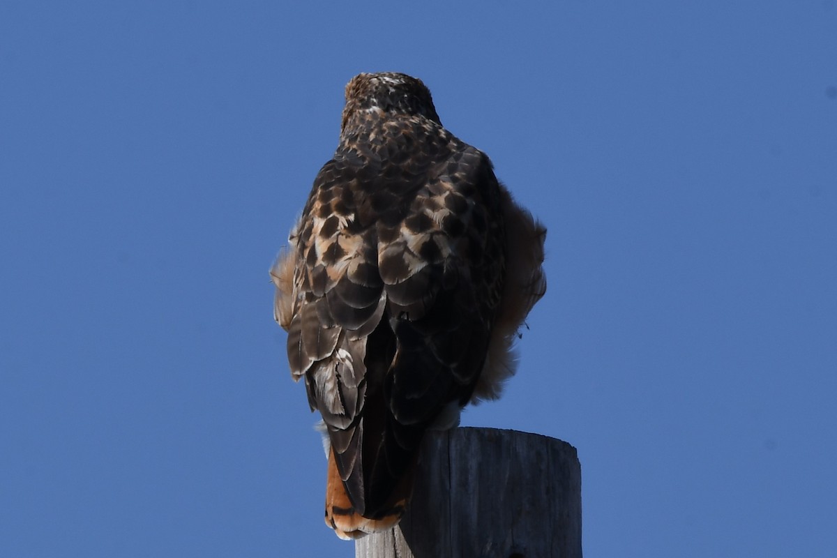 Red-tailed Hawk - Dawn Abbott