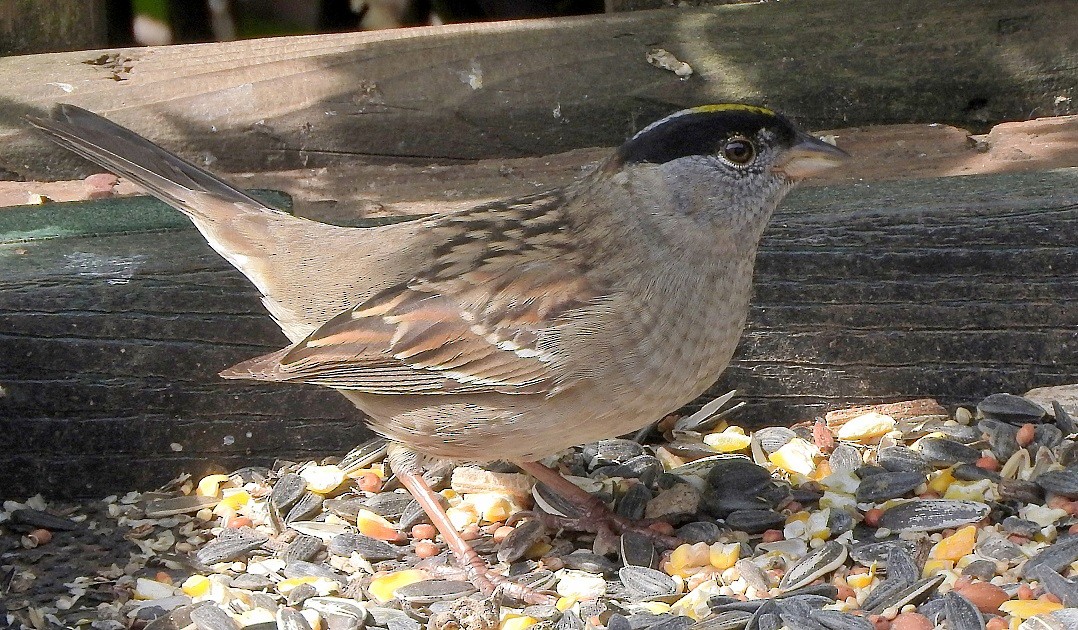 Golden-crowned Sparrow - ML126432851