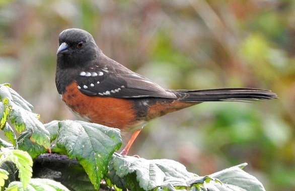 Spotted Towhee - sheila chambers