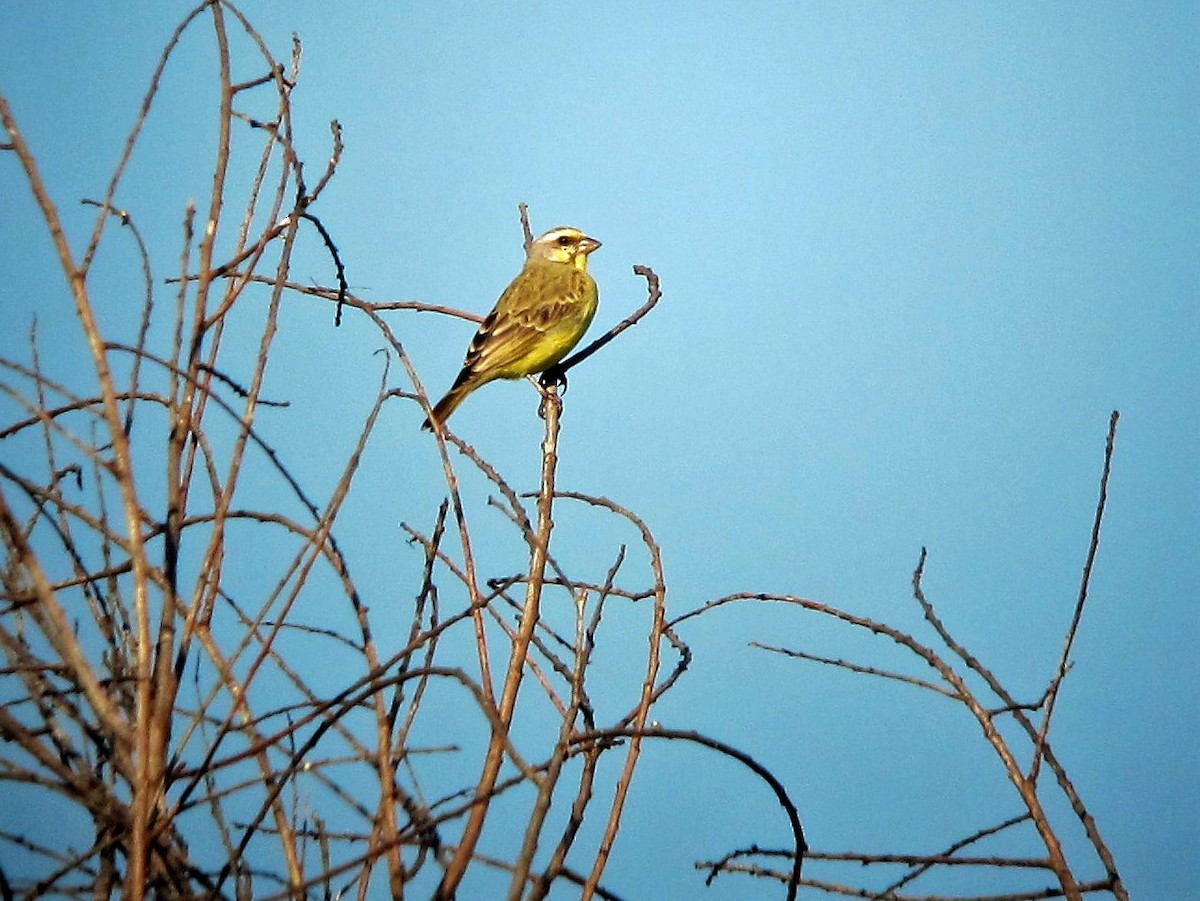 Yellow-fronted Canary - ML126434031