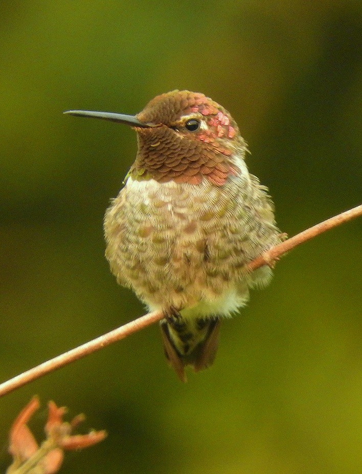 Anna's Hummingbird - ML126437521