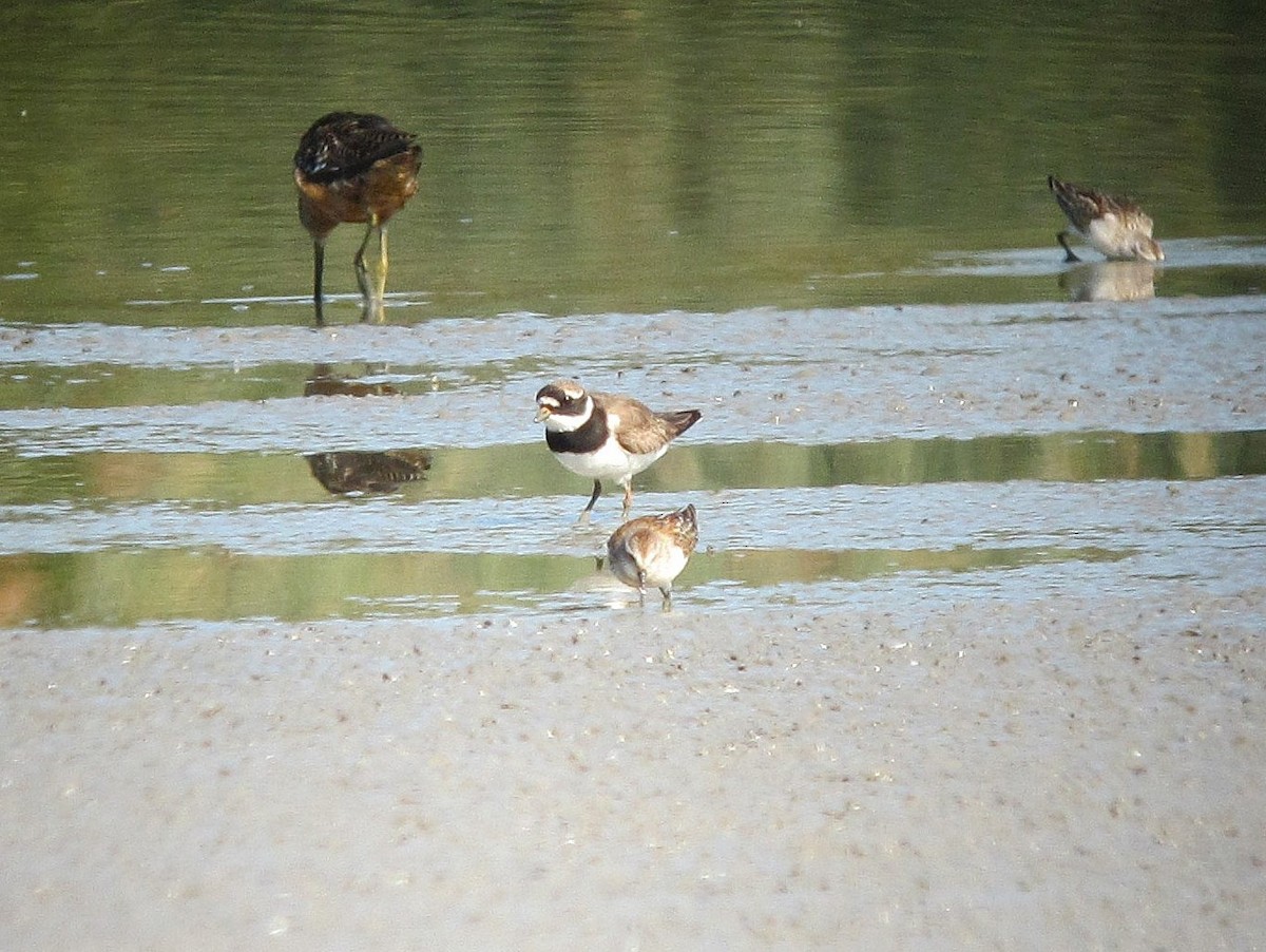 Common Ringed Plover - Brian Daniels