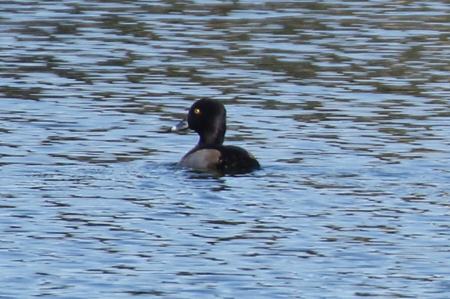 Ring-necked Duck - Susan Mullaney