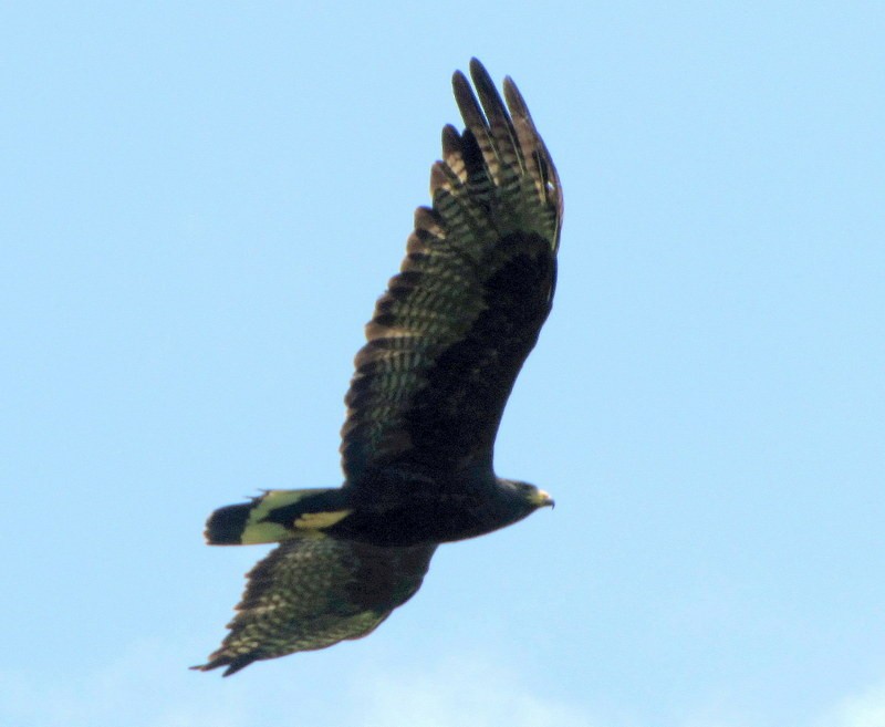 Zone-tailed Hawk - Rolando Chávez