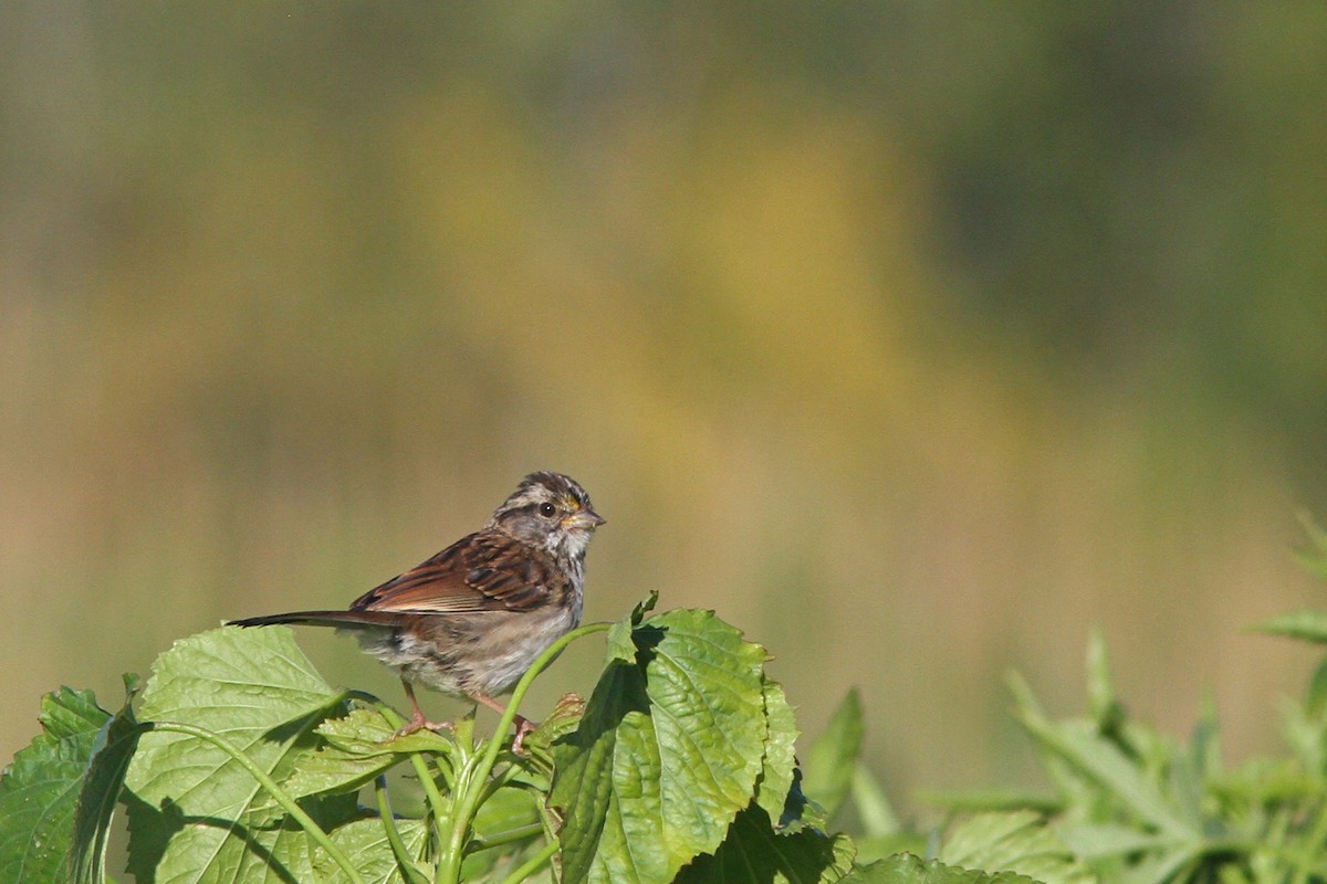 White-throated Sparrow - ML126441751