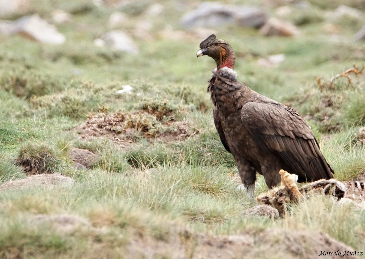 Andean Condor - marcelo muñoz