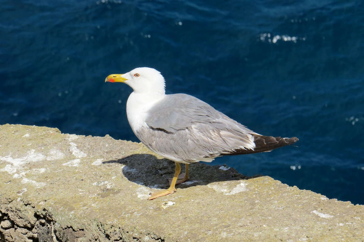 Yellow-legged Gull - ML126444671