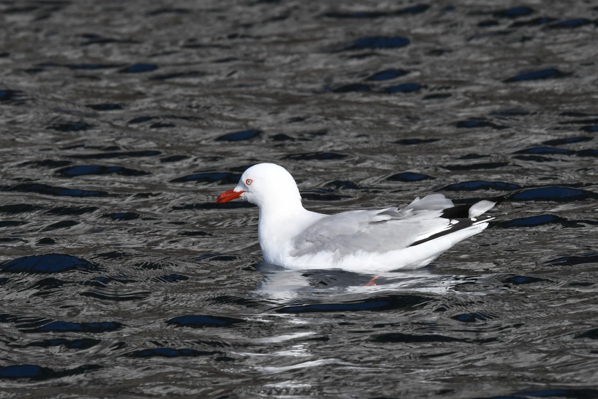 Silver Gull (Red-billed) - Cathryn Dippo