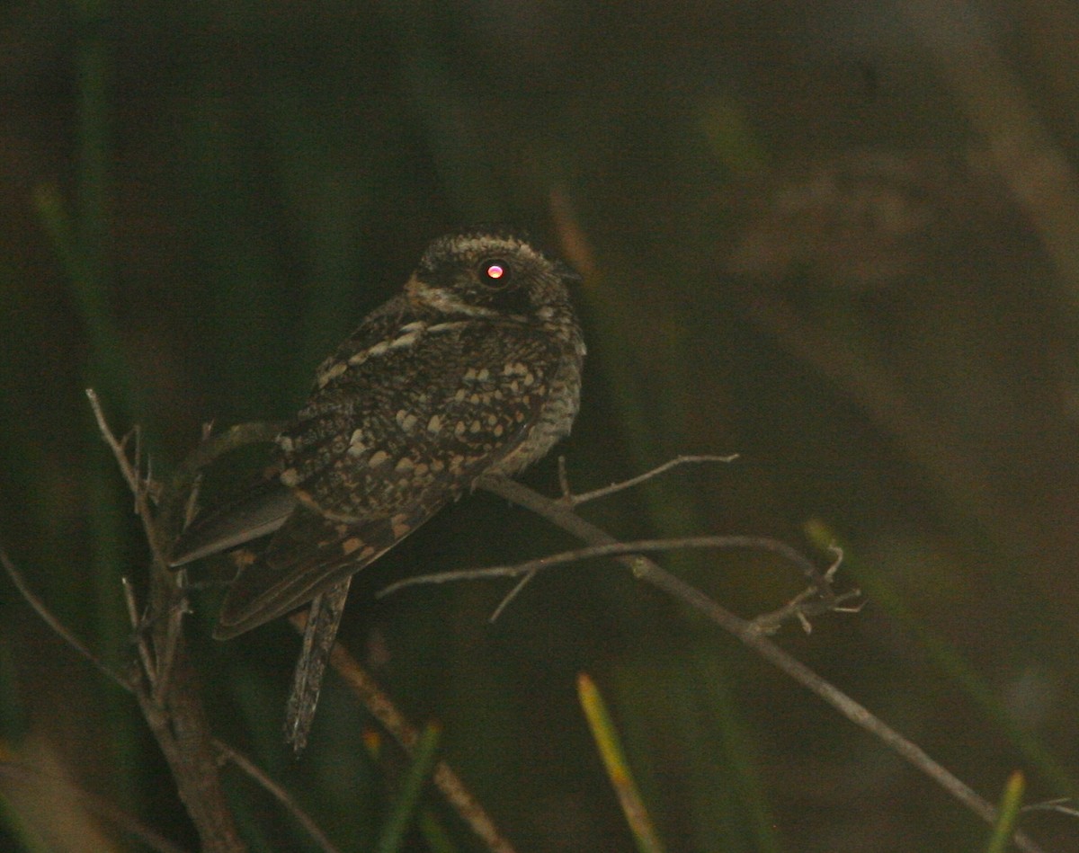 Spot-tailed Nightjar - Don Roberson