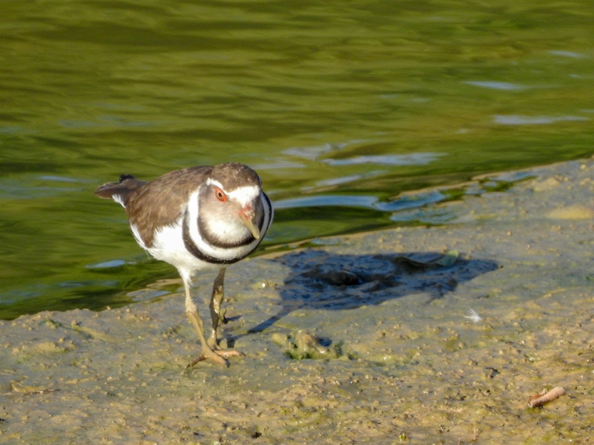 Three-banded Plover - ML126449381