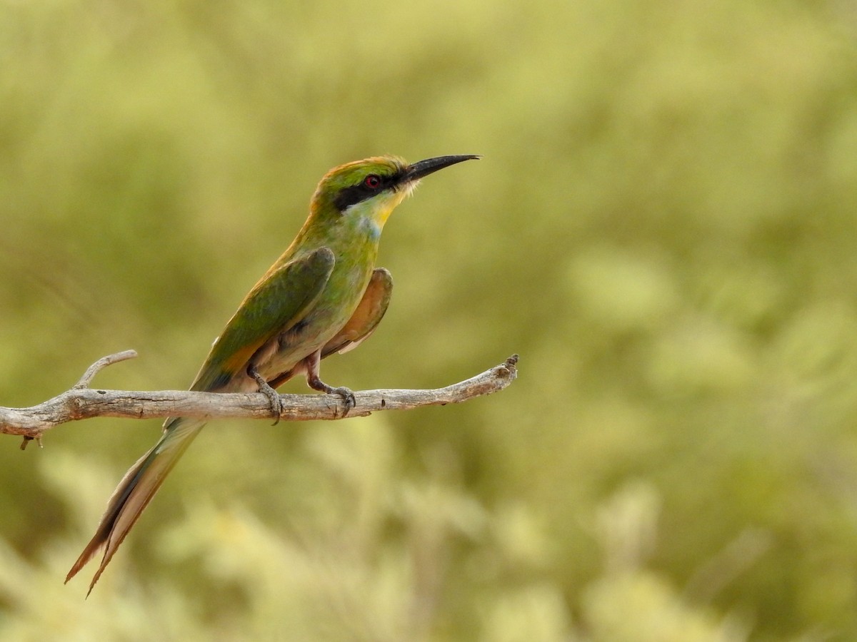 Swallow-tailed Bee-eater - ML126454571