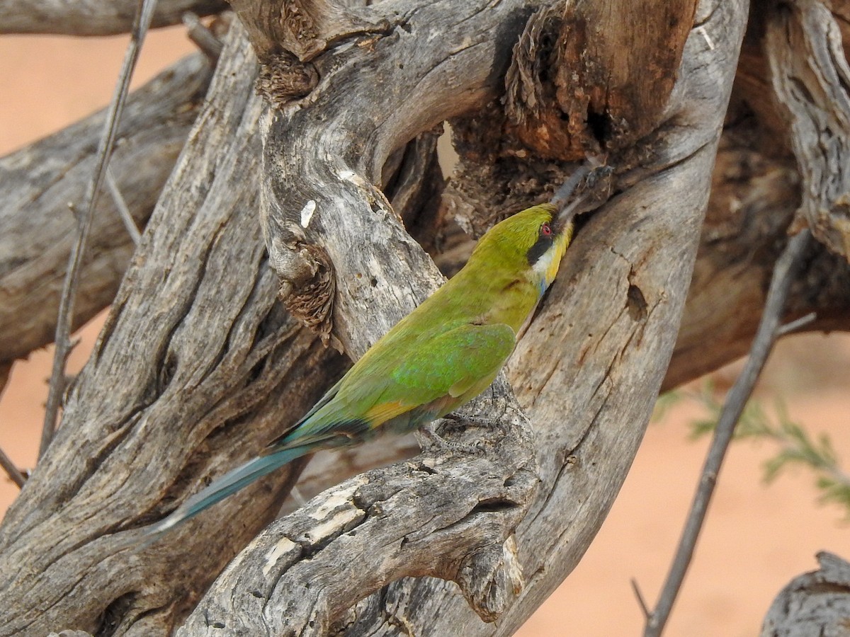 Swallow-tailed Bee-eater - Samuel Burckhardt
