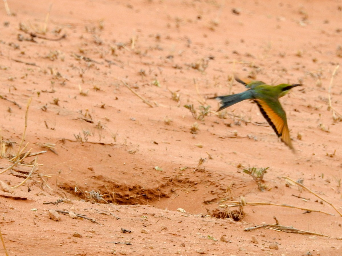 Swallow-tailed Bee-eater - ML126454671