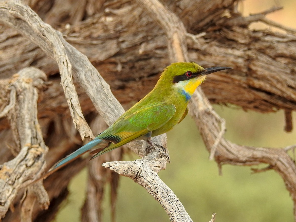 Swallow-tailed Bee-eater - Samuel Burckhardt
