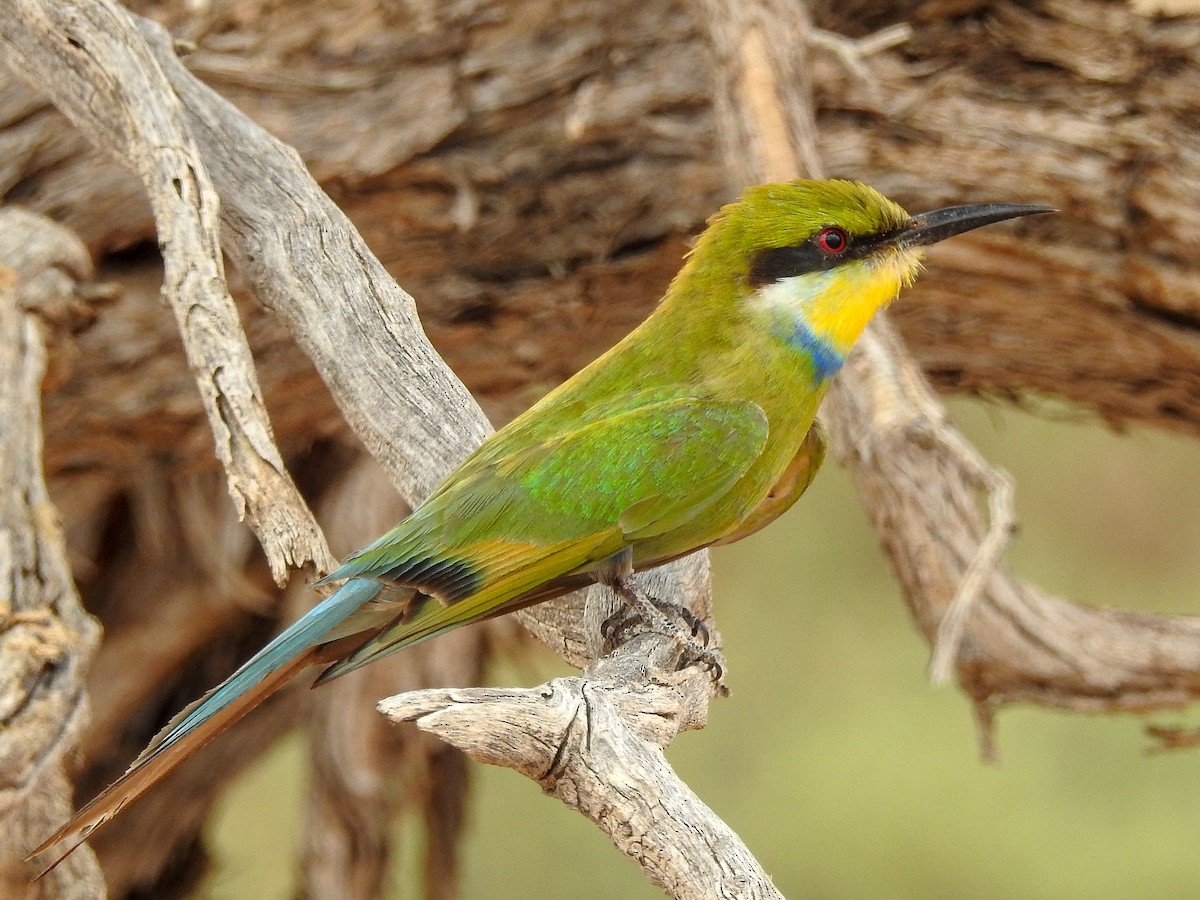 Swallow-tailed Bee-eater - ML126454691