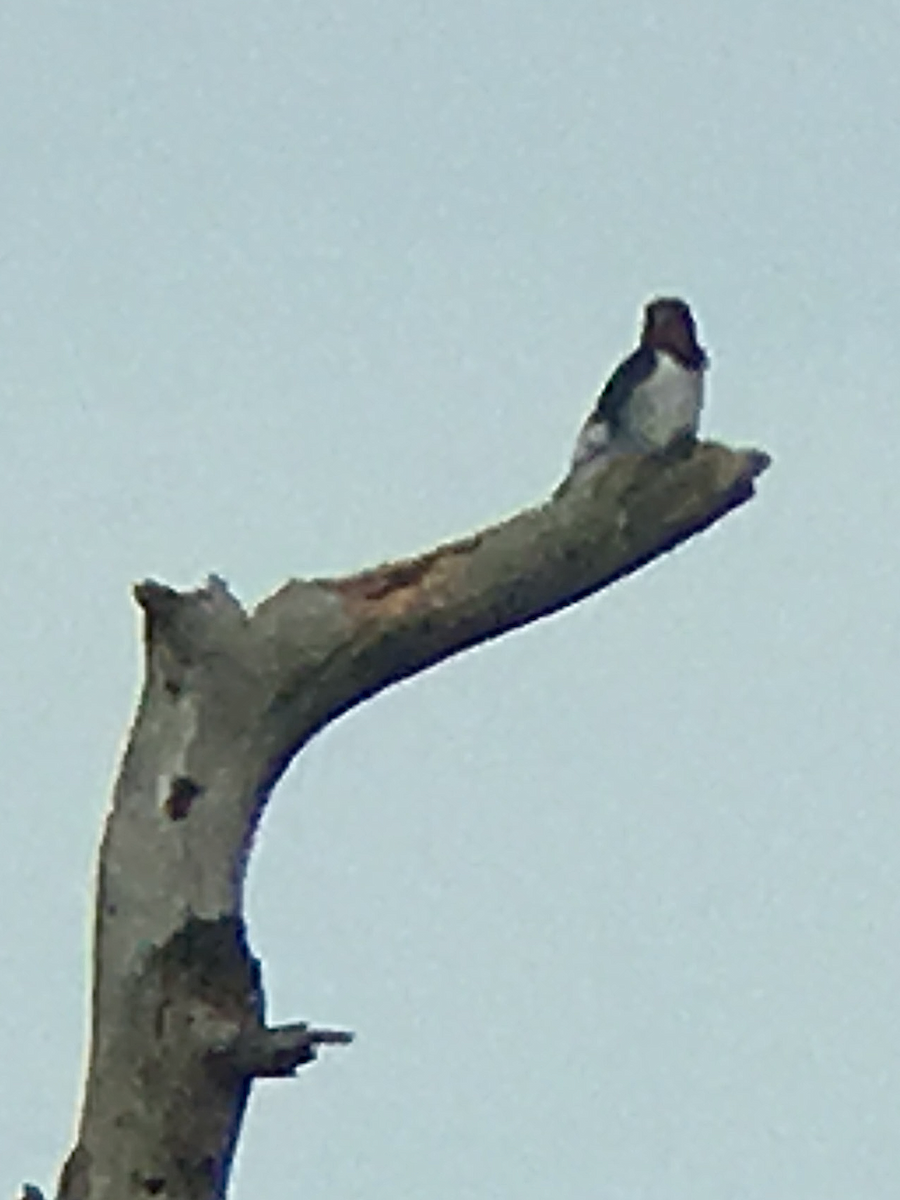 Red-headed Woodpecker - ML126454781