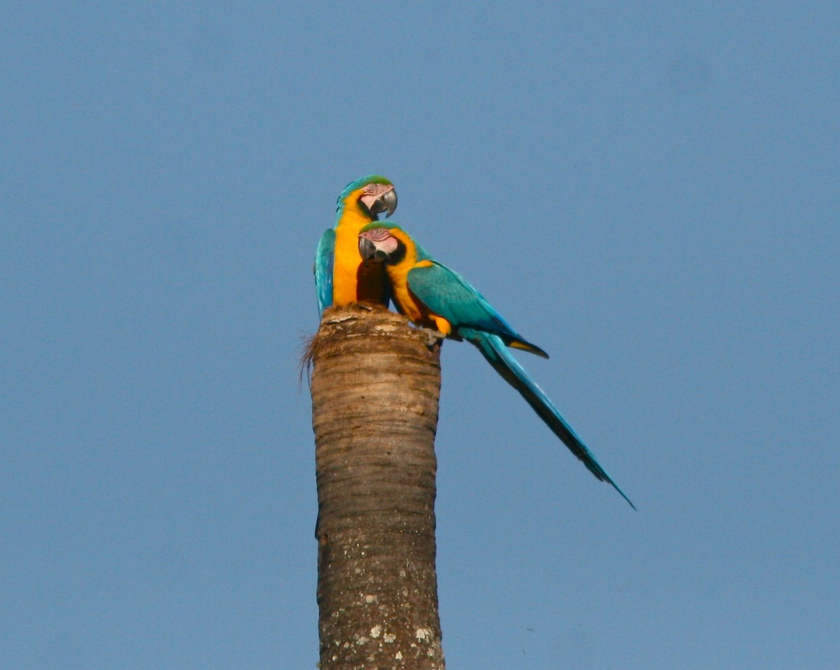 Blue-and-yellow Macaw - ML126455251