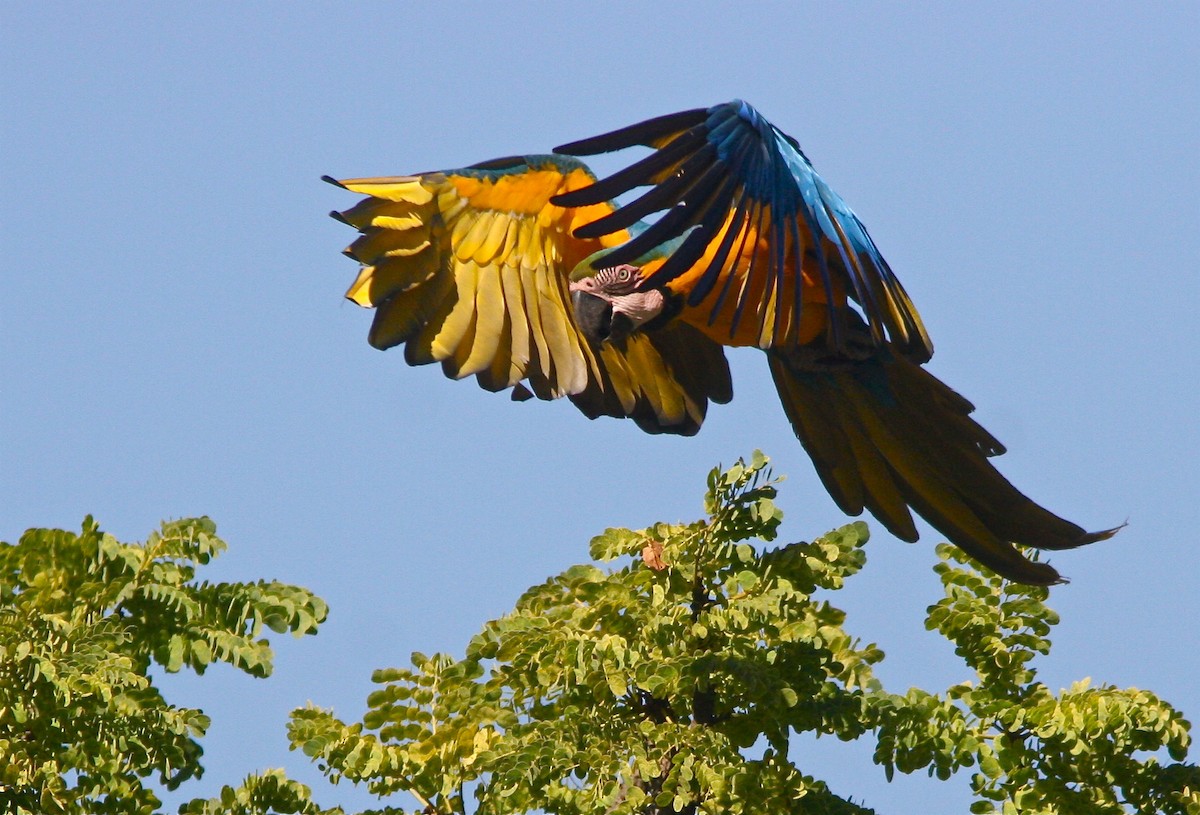 Blue-and-yellow Macaw - ML126455361