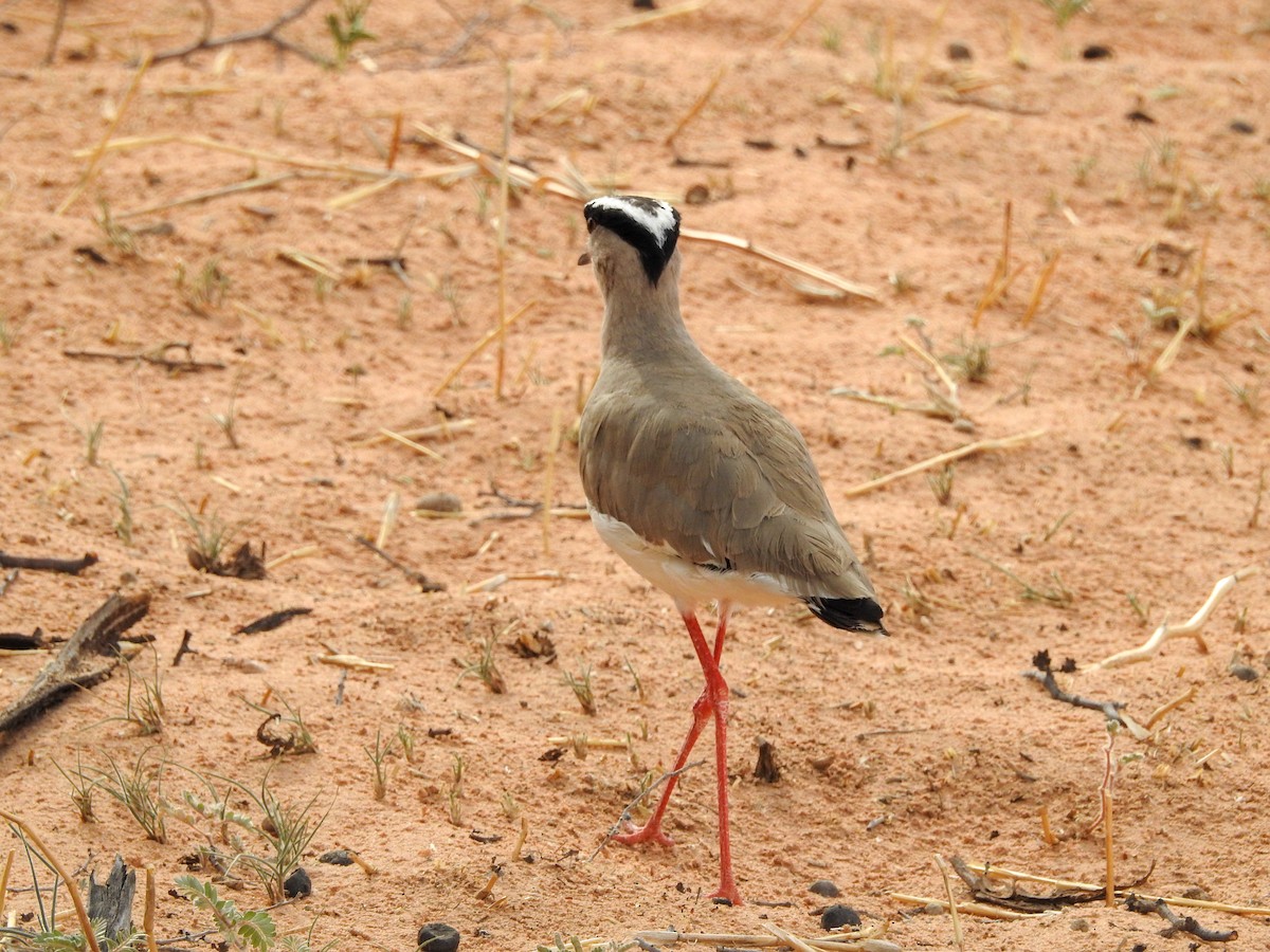 Crowned Lapwing - ML126455391