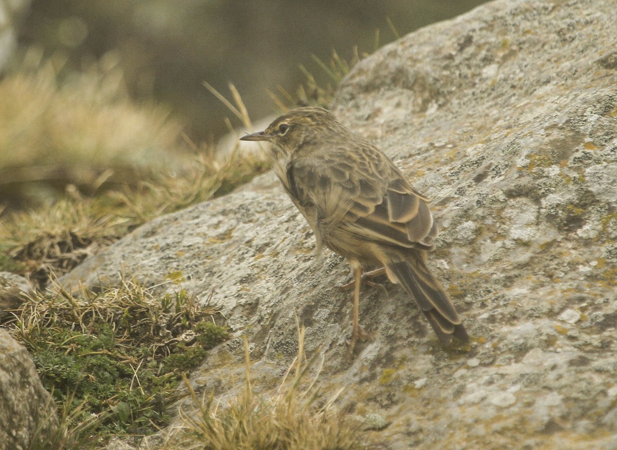 Long-billed Pipit - Evan Buechley