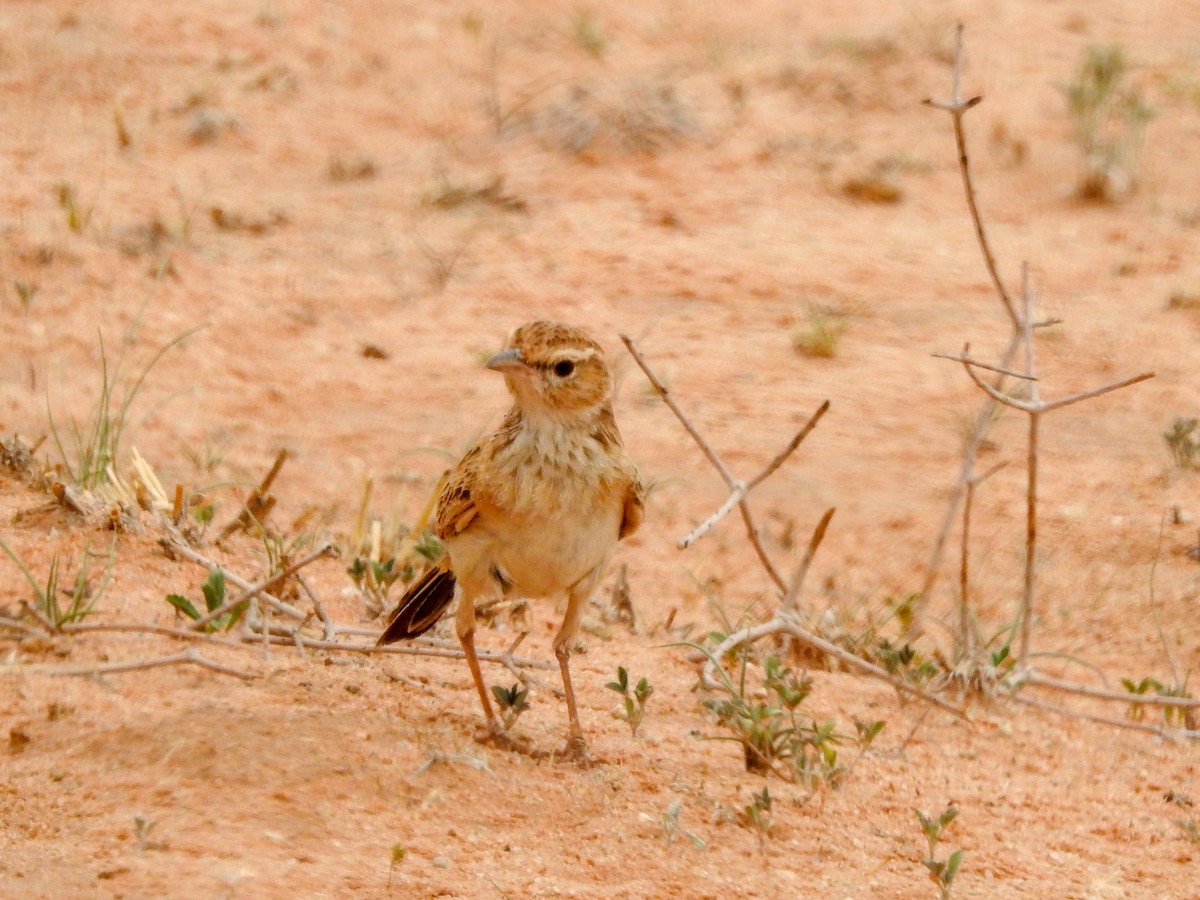 Fawn-colored Lark (Fawn-colored) - ML126456011