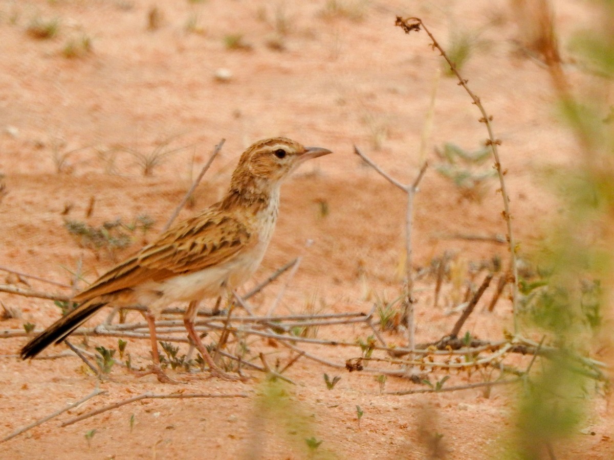Fawn-colored Lark (Fawn-colored) - ML126456021