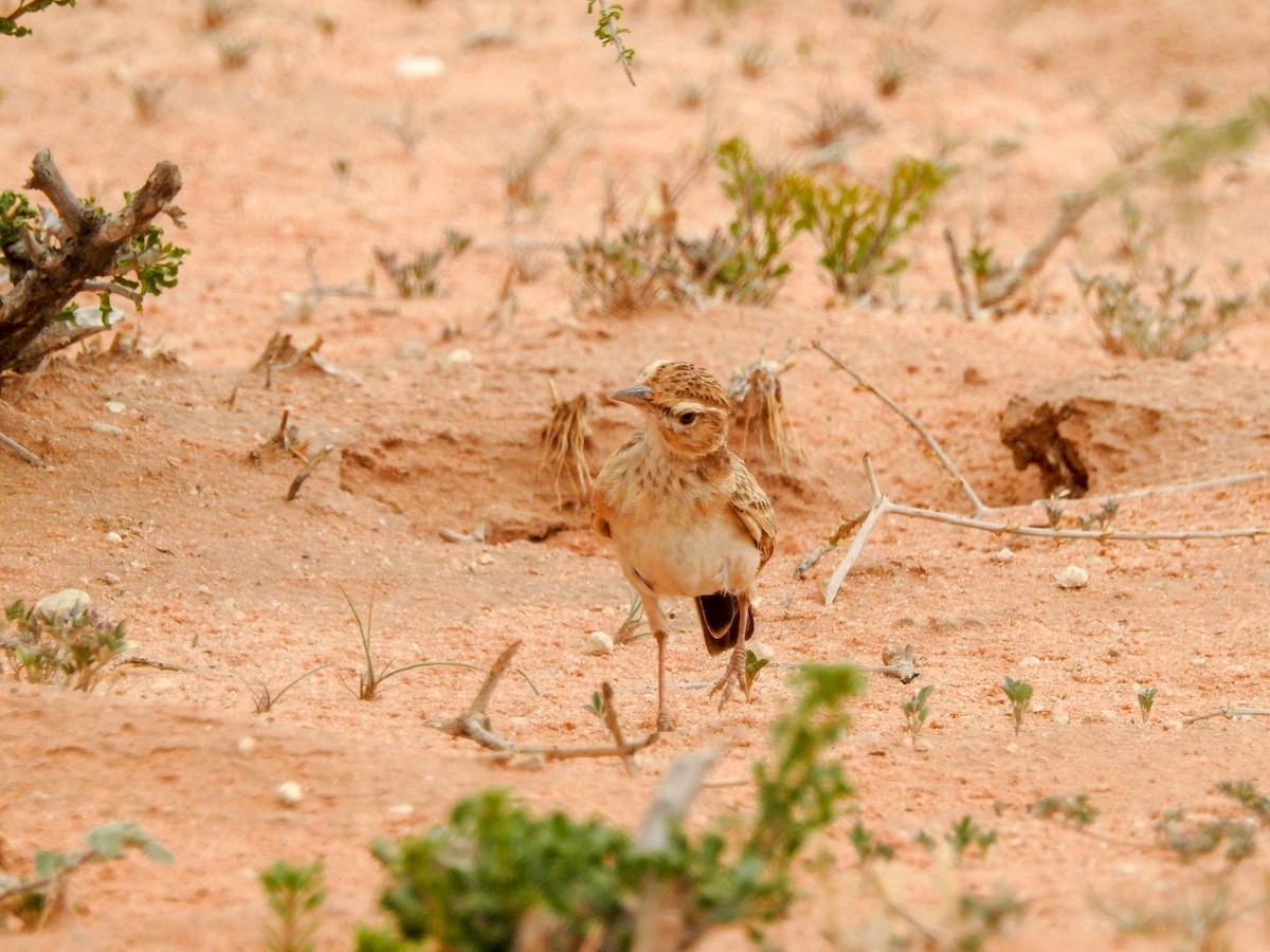 Fawn-colored Lark (Fawn-colored) - ML126456061