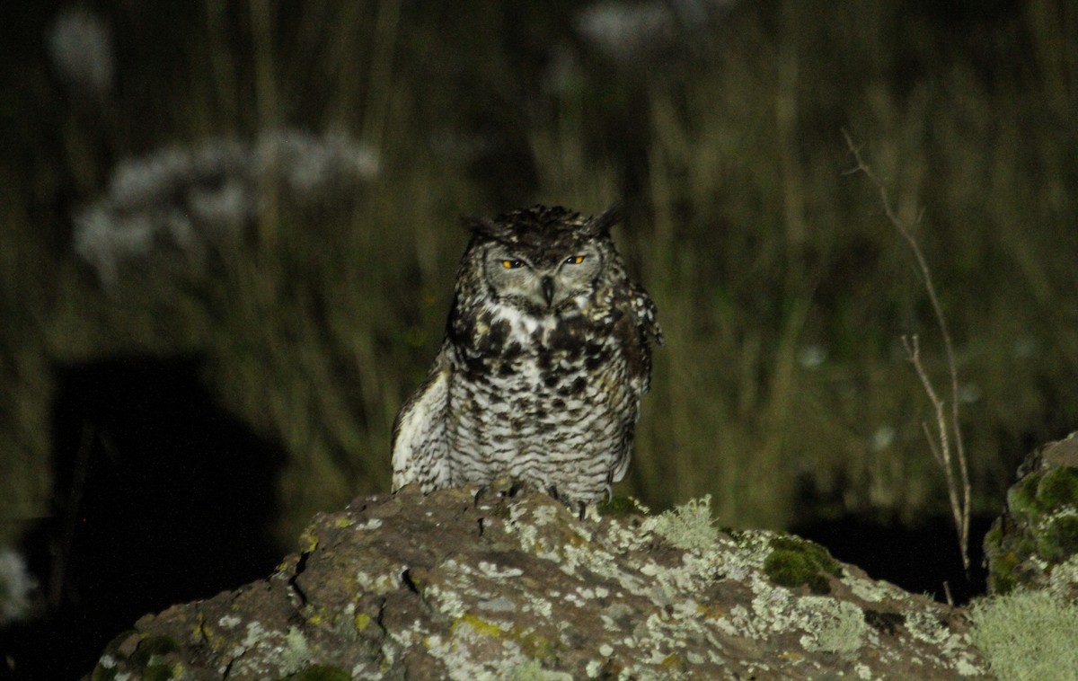 Cape Eagle-Owl - ML126456171