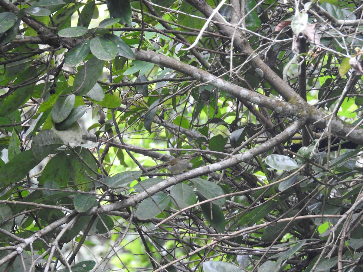 Large-billed Leaf Warbler - viral joshi