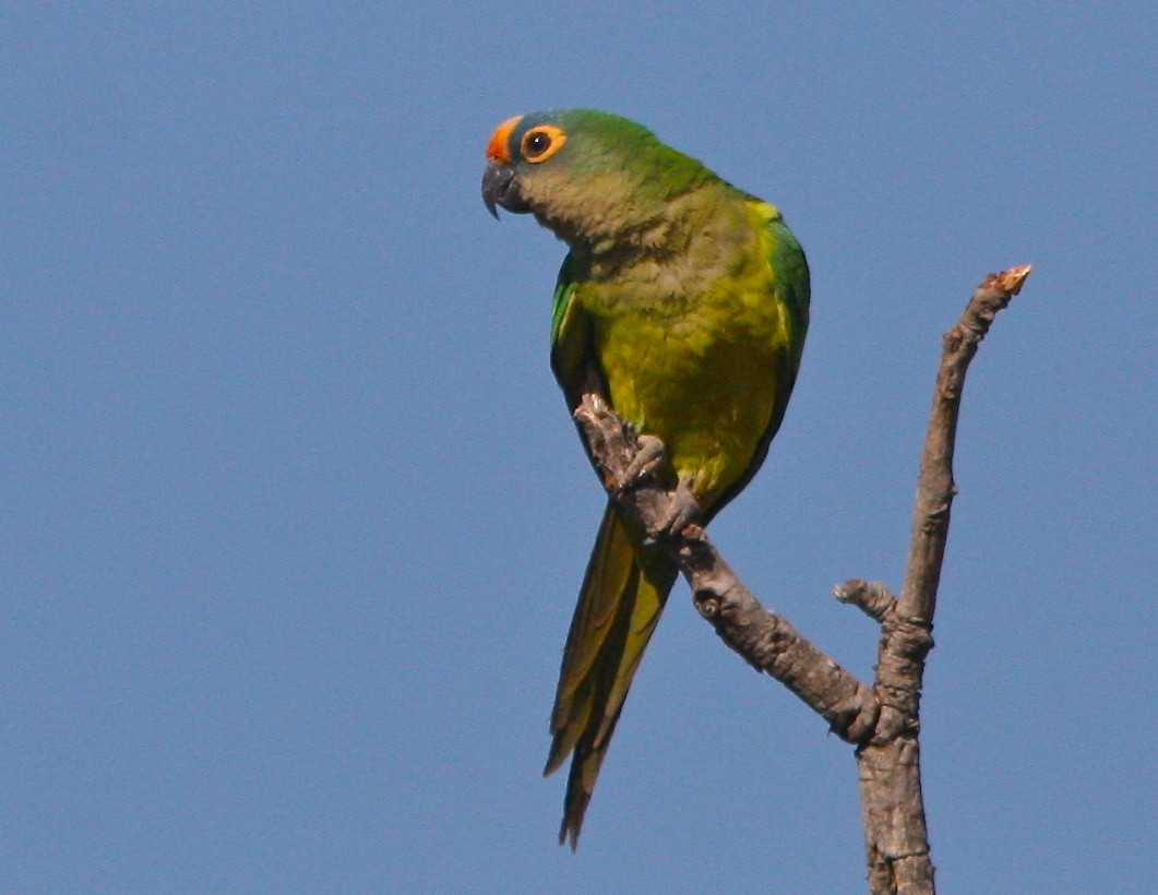 Peach-fronted Parakeet - Don Roberson
