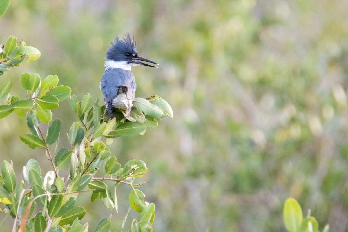 Belted Kingfisher - ML126457431