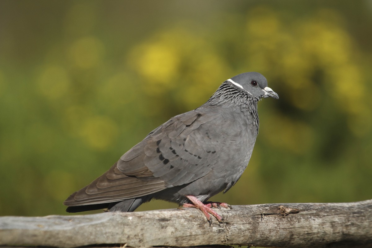 White-collared Pigeon - Evan Buechley