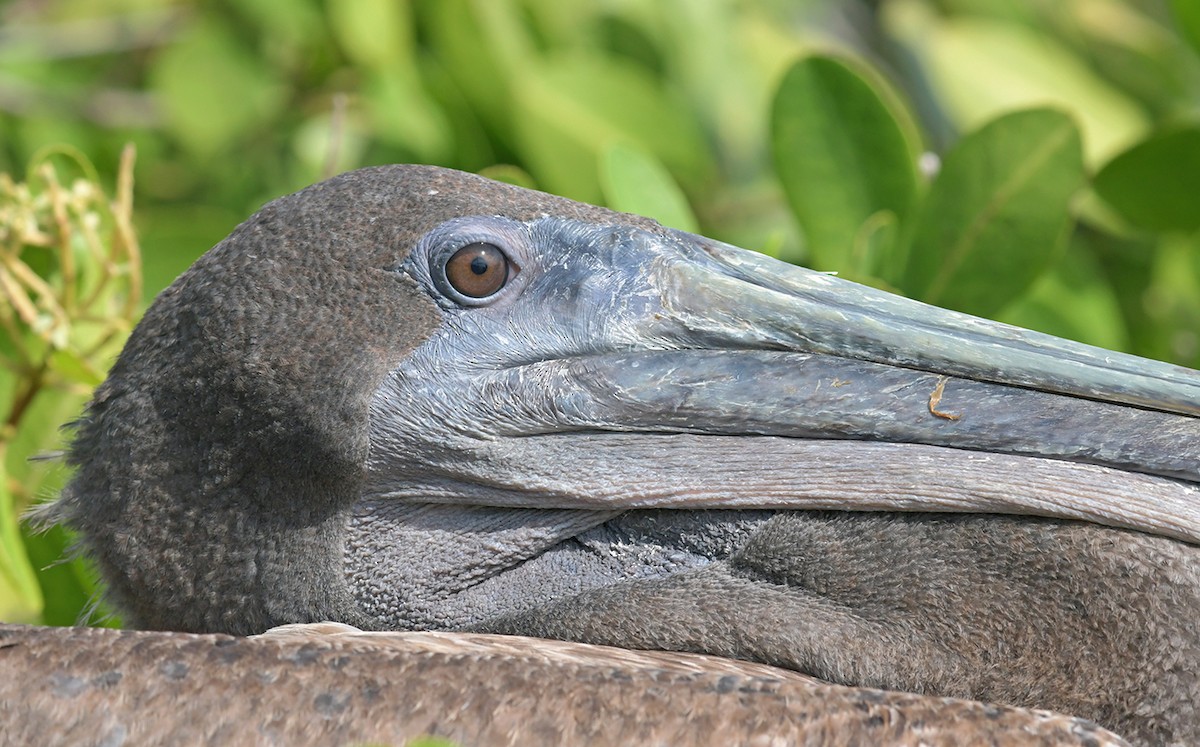 Brown Pelican (Galapagos) - ML126459181