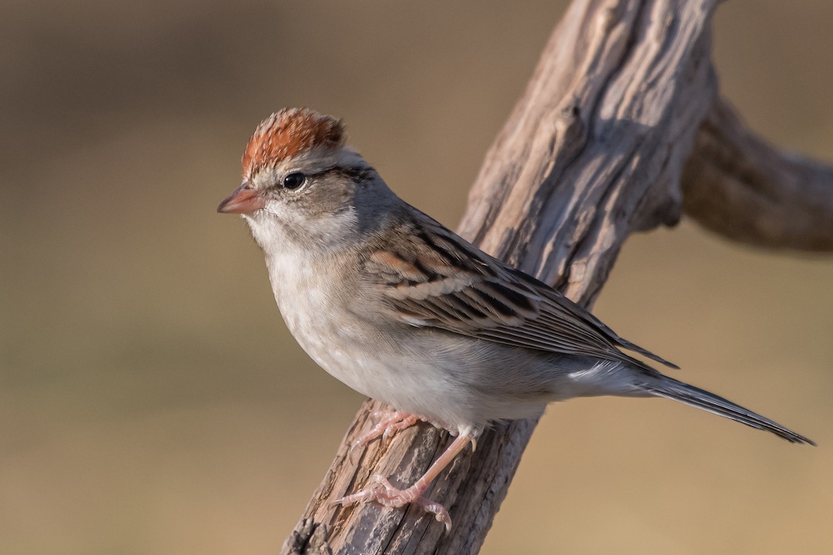 Chipping Sparrow - Mike Stewart