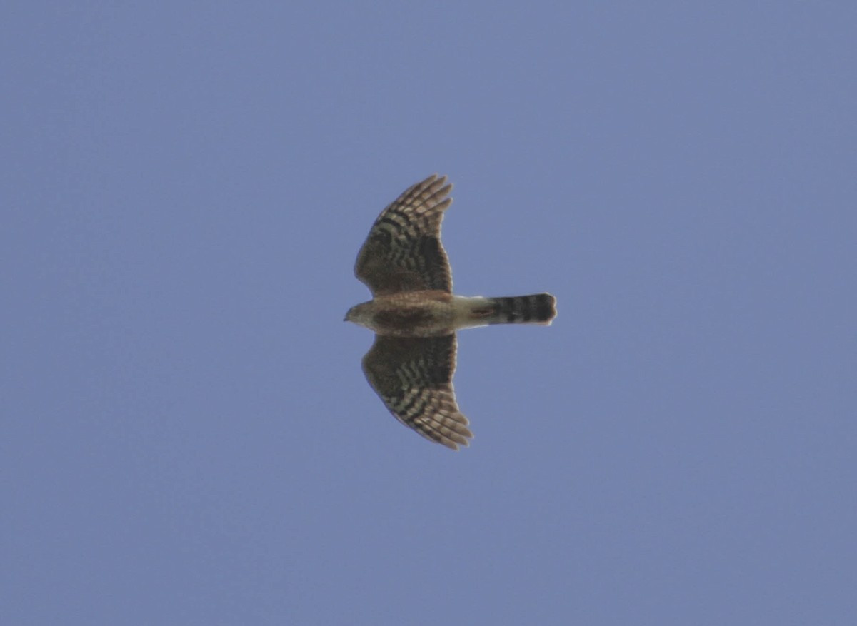 Rufous-breasted Sparrowhawk - ML126461721