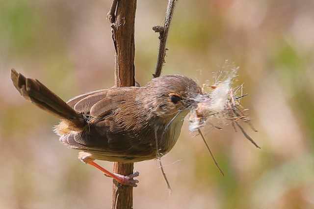 Female carrying nesting materials. - Red-backed Fairywren - 