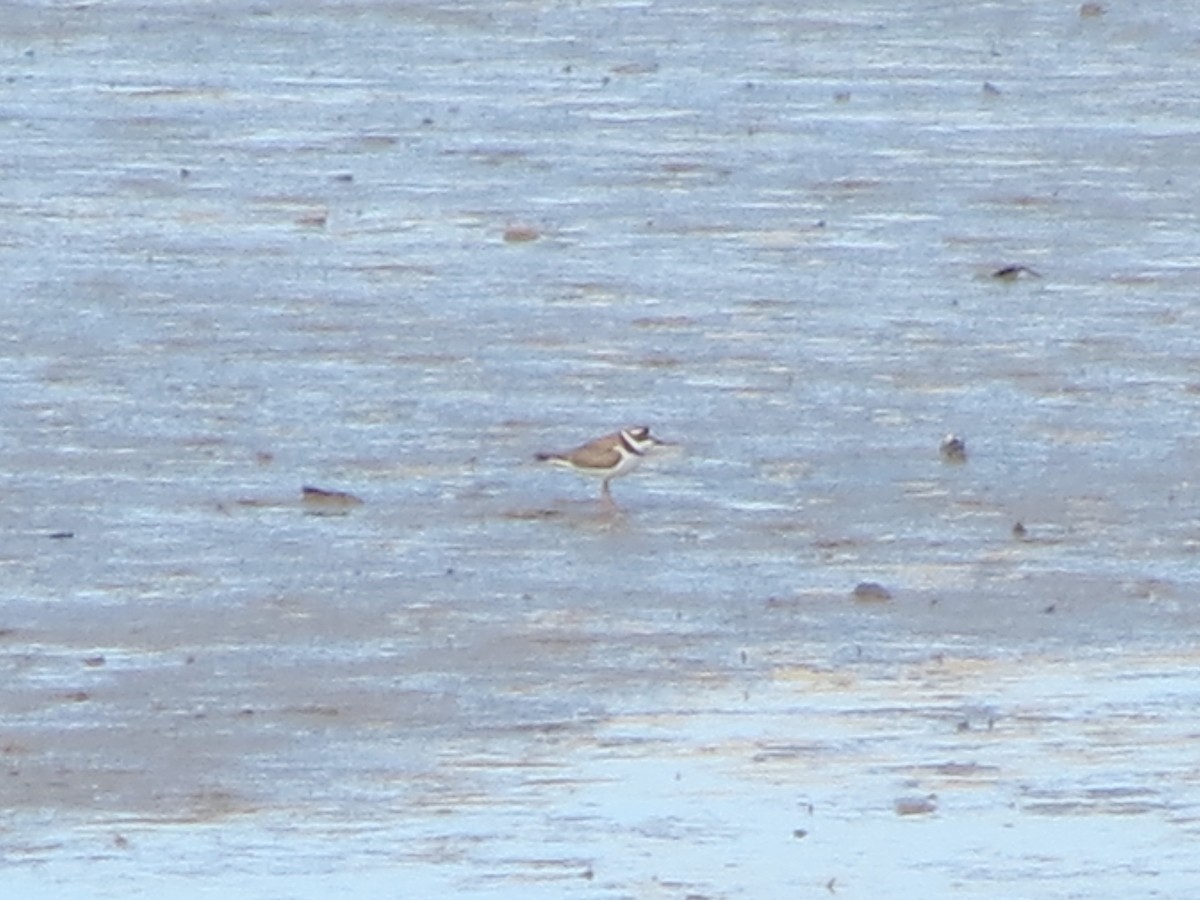 Semipalmated Plover - ML126469461