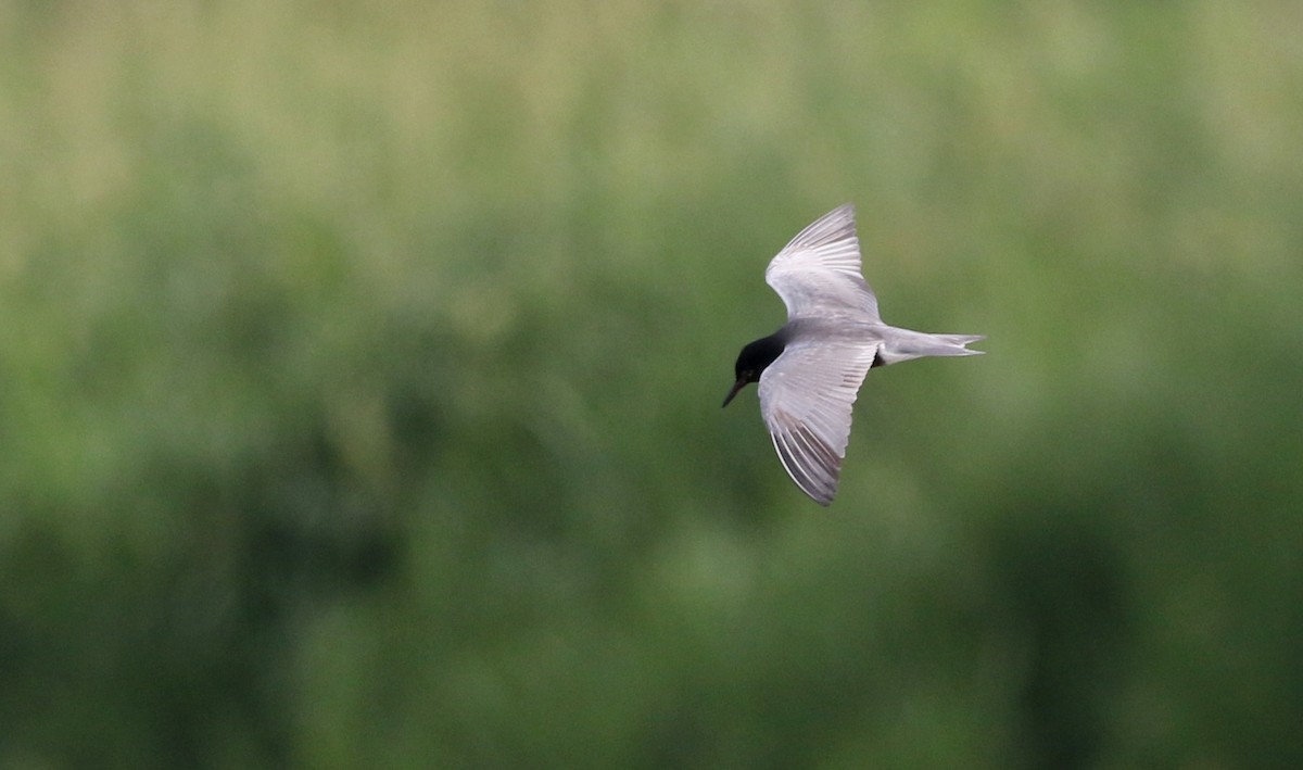 Black Tern (American) - Jay McGowan