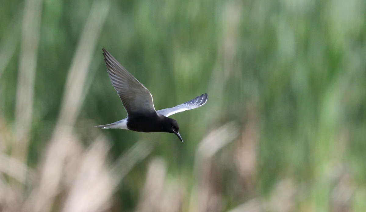 Black Tern (American) - Jay McGowan