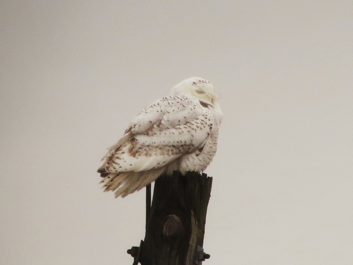 Snowy Owl - ML126475851