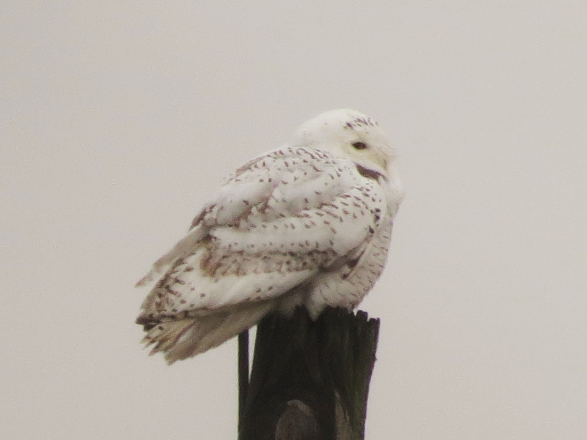 Snowy Owl - ML126475871