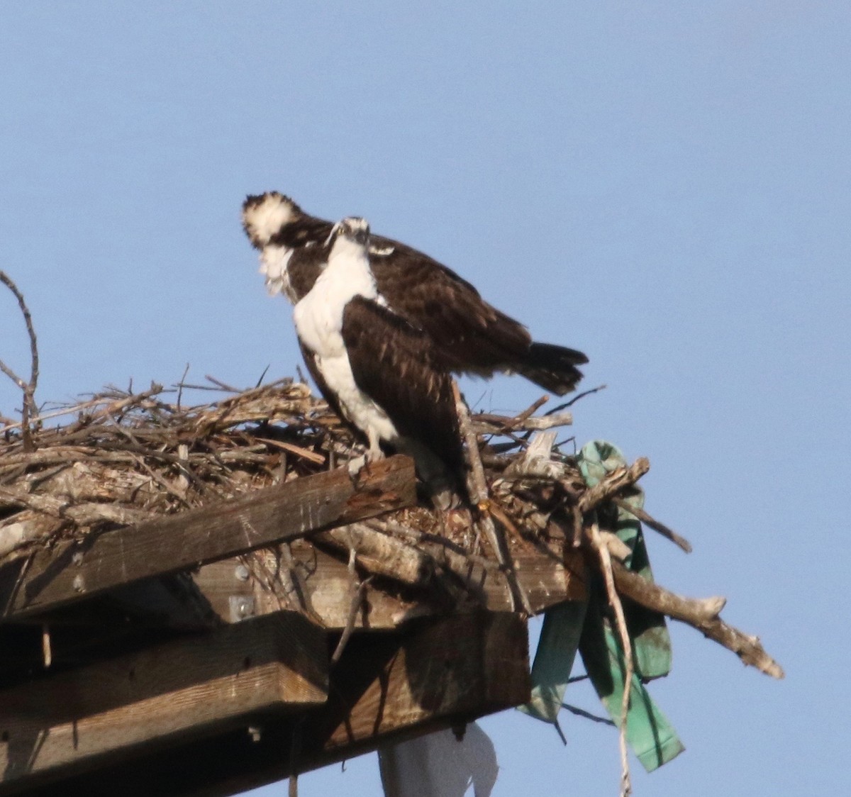Osprey - Millie and Peter Thomas