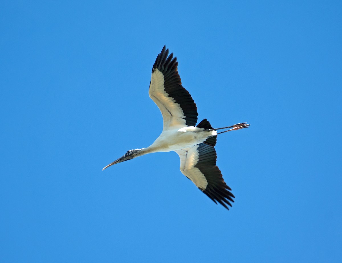 Wood Stork - Dale Pate
