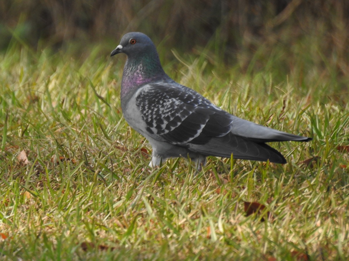 Rock Pigeon (Feral Pigeon) - Susan Grantham