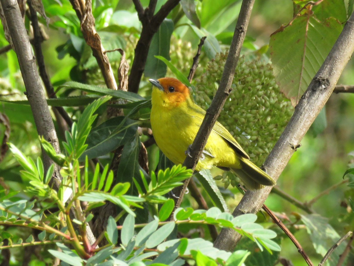 Rust-and-yellow Tanager - ML126489261