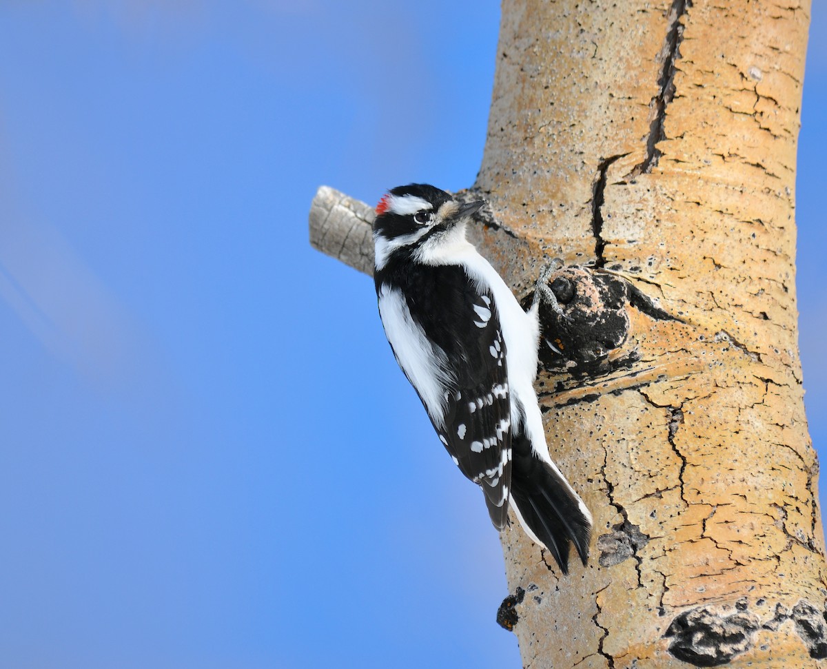 Downy Woodpecker - Ryan O'Donnell