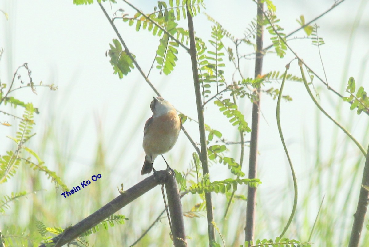 White-tailed Stonechat - Mandalay In Bloom (MIB) Travel Agency