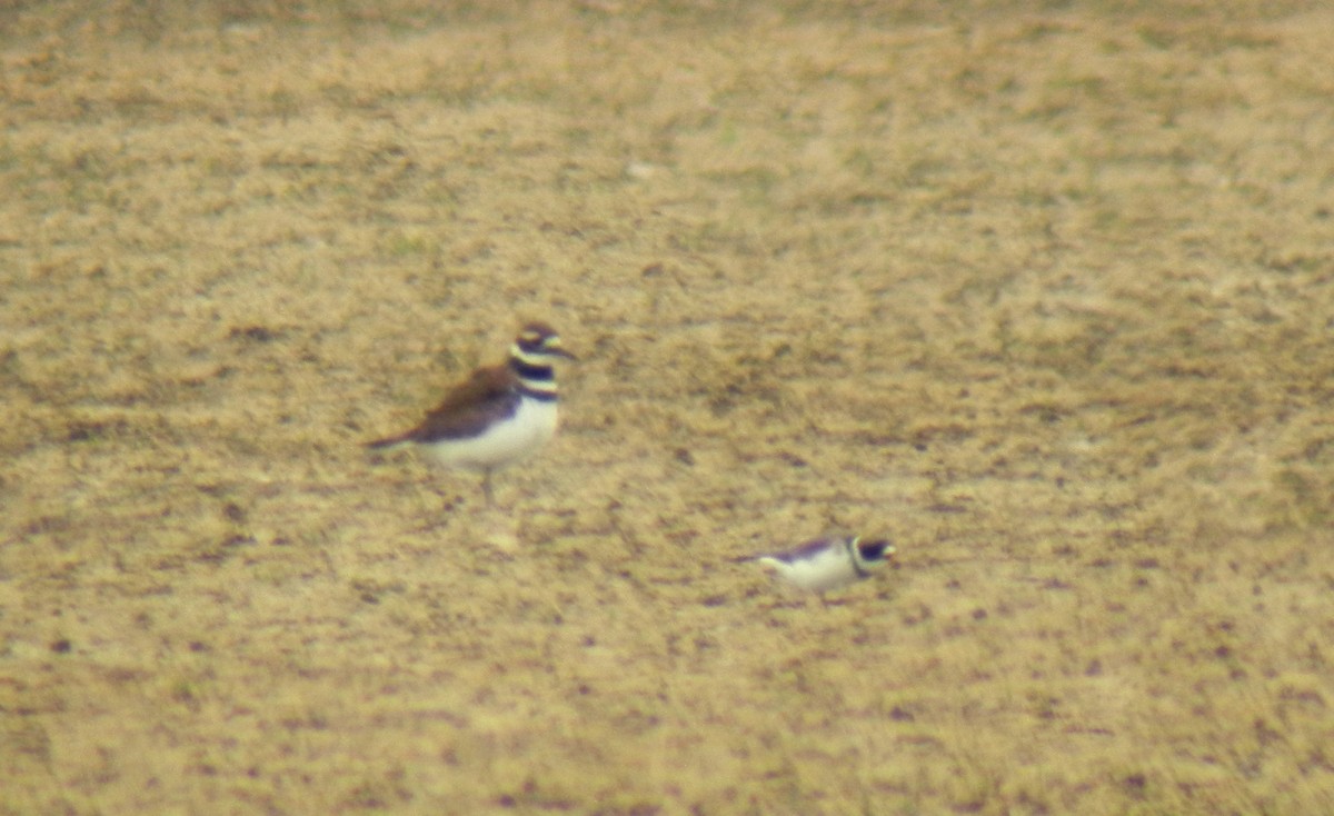 Semipalmated Plover - ML126494531